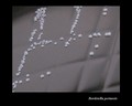 bordetella pertussis